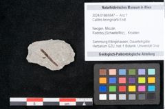 Foto (Objekt + Etikett) von Callitris brongniartii Endl. (NHMW-GEO-2024-0188-6647)